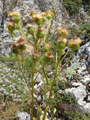 Senecio pseudoorientalis