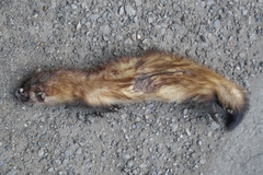 Mustela eversmanii