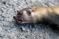 Mustela eversmanii