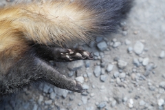 Mustela eversmanii
