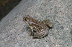 Taihangshan Swelled-Vented Frog photo 2