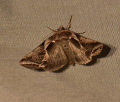 Habrosyne scripta