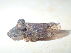 Ledra aurita