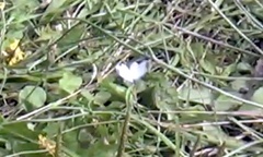 Leptidea juvernica