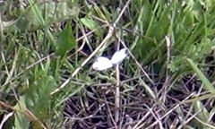 Leptidea juvernica