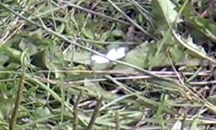 Leptidea juvernica
