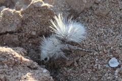 Dasymutilla gloriosa