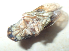Ledra aurita