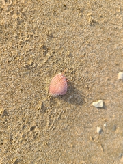 Hysteroconcha dione