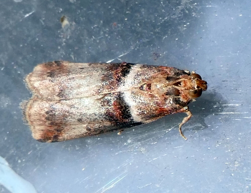 Scarce oak knot-horn, 3925 Scherpenzeel, Nederland, photo 6 of 10