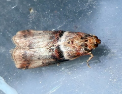 Acrobasis tumidana
