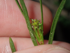 Opercularia vaginata