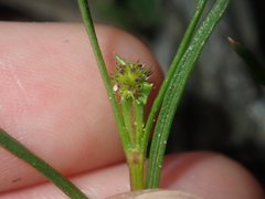 Opercularia vaginata