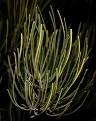 Banksia grossa