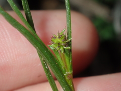 Opercularia vaginata