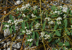 Euphorbia bifida
