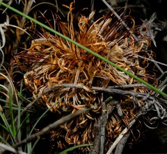 Banksia grossa