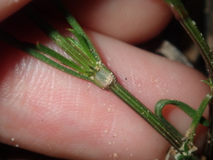 Opercularia vaginata