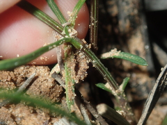 Opercularia vaginata