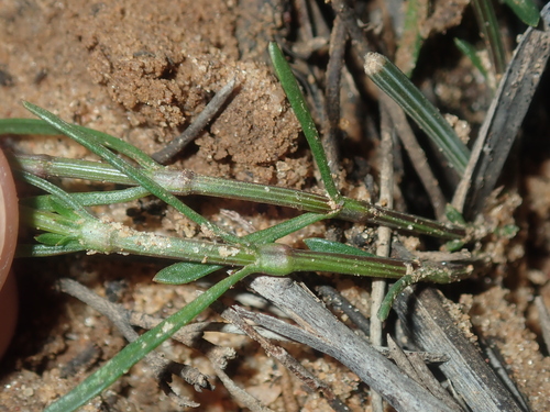 Image of Opercularia vaginata by (c) Thomas Mesaglio, some rights reserved (CC BY)