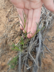 Opercularia vaginata