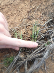 Opercularia vaginata