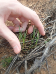 Opercularia vaginata