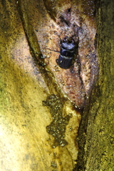 Aegus laevicollis
