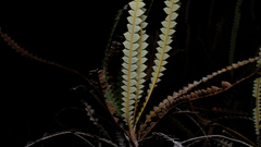 Banksia candolleana