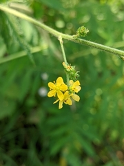 Agrimonia parviflora
