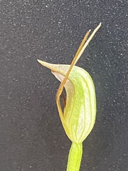 Pterostylis oblonga
