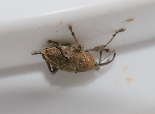 acorn weevil, 3925 Scherpenzeel, Nederland, photo 10 of 10