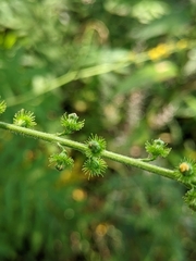 Agrimonia parviflora