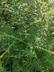 Agrimonia parviflora