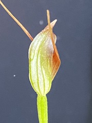 Pterostylis oblonga