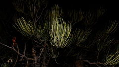 Banksia grossa