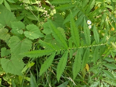 Agrimonia parviflora