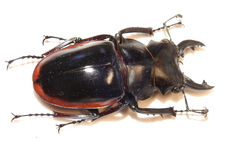 Odontolabis cuvera sinensis