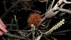 Banksia candolleana