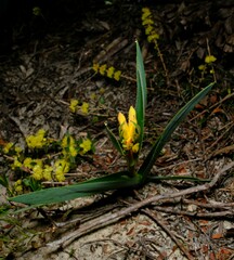 Anigozanthos humilis