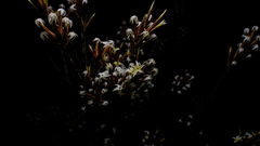 Lysinema pentapetalum