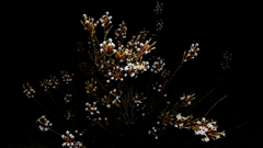 Lysinema pentapetalum