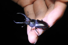 Prosopocoilus gracilis