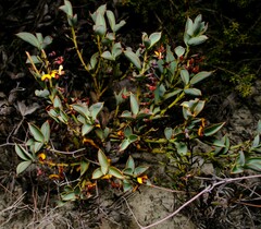 Daviesia nudiflora