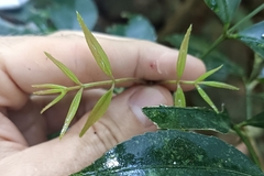 Turpinia montana