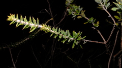 Hakea ruscifolia