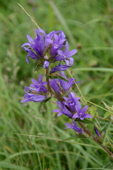 Campanula glomerata glomerata
