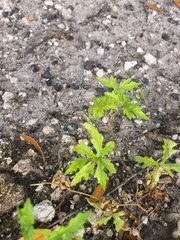 Distimake dissectus dissectus