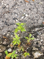 Distimake dissectus dissectus