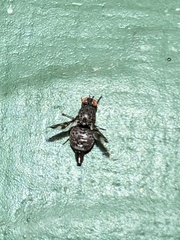 Pseudotephritis vau